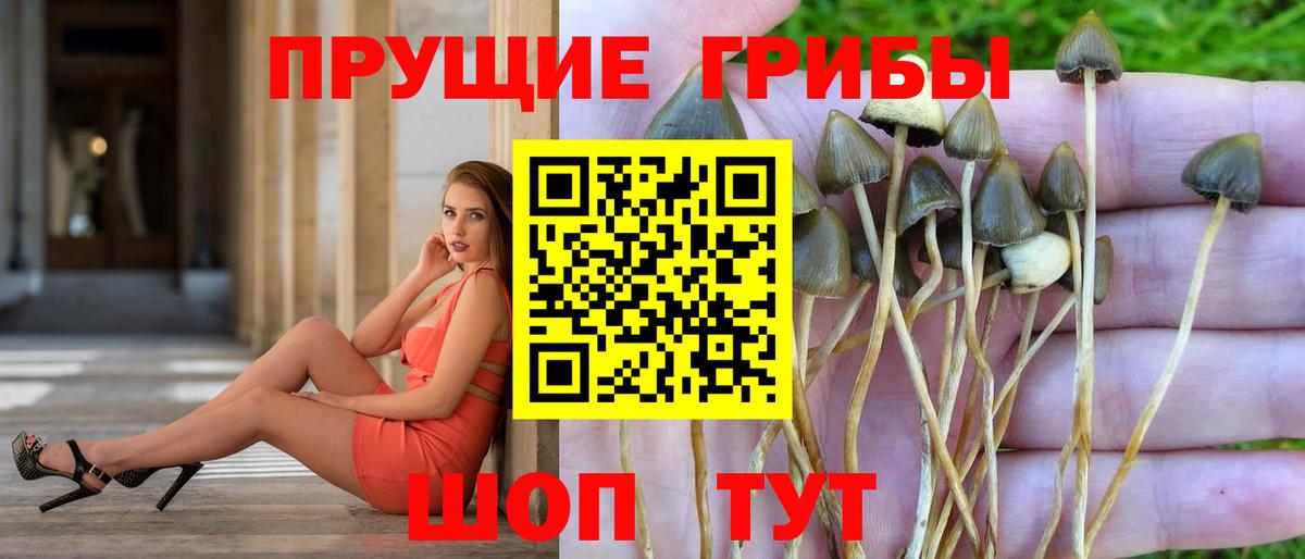 Галлюциногенные грибы MAGIC MUSHROOMS  Вход с VPN  Псилоцибиновые грибы Psilocybe  Торжок 